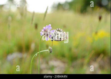 Marmoriertes weiß (Melanargia galathea) auf Blüte sitzend, Bayern Stockfoto