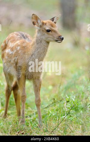 Sika-Hirsch (Cervus Nippon) Kalb auf einer Wiese, in Gefangenschaft, Deutschland Stockfoto