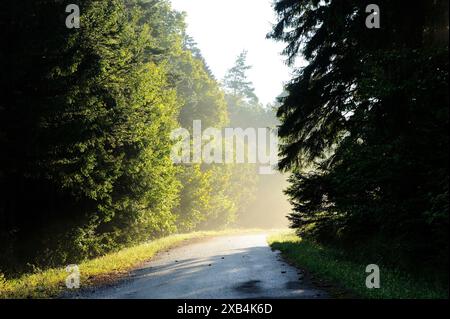 Sonnenlicht filtert durch dichtes Laub und beleuchtet eine nebelige Straße in Bayern Stockfoto