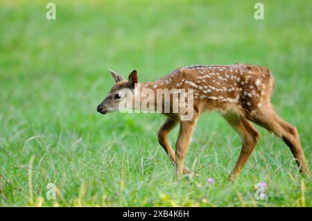 Sika-Hirsch (Cervus Nippon) Kalb, das auf einer Wiese läuft, in Gefangenschaft, Deutschland Stockfoto