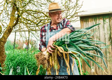 Senior-Mann mit Strohhut und Overall, der Lauch mit großen Wurzeln in einem Garten erntet und Gartenarbeit und landwirtschaftliche Tätigkeiten repräsentiert. Stockfoto
