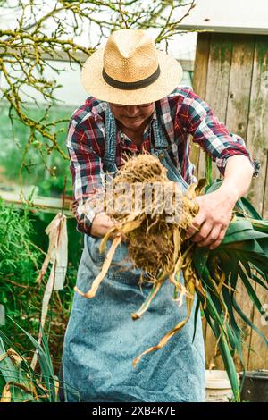 Senior-Mann mit Strohhut und Overall, der Gemüse mit großen Wurzeln in einem Garten erntet und Gartenarbeit und landwirtschaftliche Tätigkeiten repräsentiert. Stockfoto