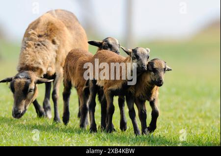 Kamerun Schafe, Hausschafe (Ovis gmelini aries) Ewe mit Lämmern auf einer Wiese, Bayern Stockfoto