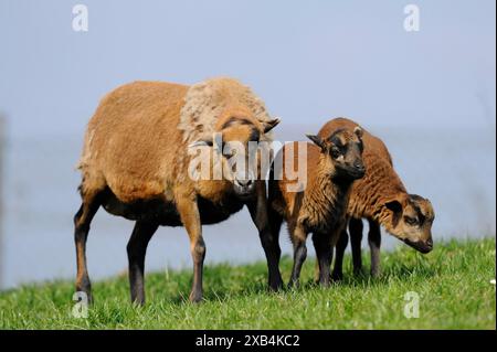 Kamerun Schafe, Hausschafe (Ovis gmelini aries) Ewe mit Lämmern auf einer Wiese, Bayern Stockfoto