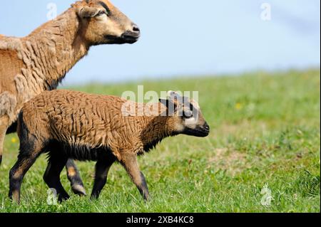 Kamerunenschaf, Hausschafe (Ovis gmelini aries) Ewe mit La auf einer Wiese, Bayern Stockfoto