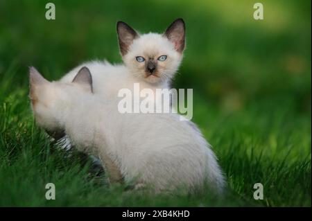 Zwei junge Siamkatzen (Siamese Seal Point Cat) sitzen im grünen Gras, Bayern Stockfoto