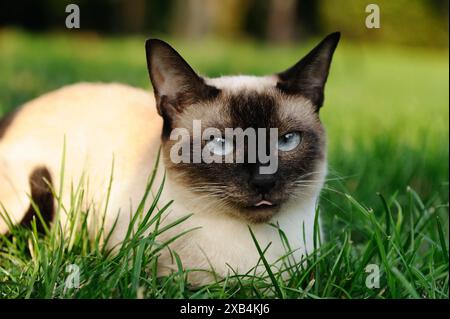 Siamkatze (Siam Seal Point Cat) liegt entspannt im grünen Gras, Bayern Stockfoto