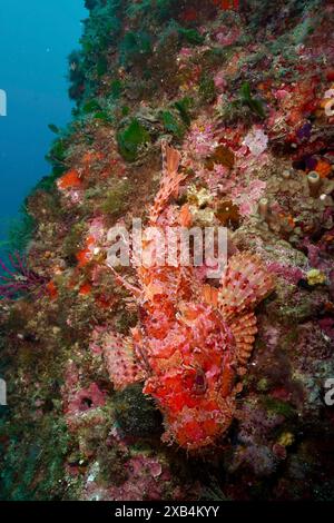 Ein roter, gesprenkelter Fisch, ein roter Skorpionfisch (Scorpaena scrofa), eine Seesau, liegt auf einer farbenfrohen Unterwasserwand. Tauchplatz Meeresschutzgebiet Cap de Creus Stockfoto