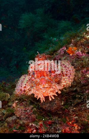 Ein gesprenkelter roter Fisch, ein roter Skorpionfisch (Scorpaena scrofa), eine Seesau, ruht auf einem Felsen, der von Algen umgeben ist. Tauchplatz Cap de Creus Meeresschutzgebiet Stockfoto