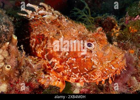 Nahaufnahme eines gesprenkelten Fisches, eines roten Skorpionfisches (Scorpaena scrofa), einer in Algen eingebetteten Meeressau. Tauchplatz Cap de Creus Meeresschutzgebiet, Rosas Stockfoto