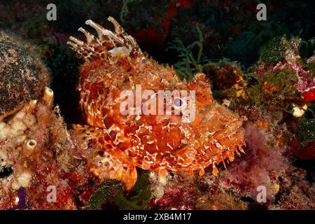 Eine Nahaufnahme eines rot gesprenkelten Fisches, eines roten Skorpionfisches (Scorpaena scrofa), einer von Algen umgebenen Meeressät. Tauchplatz Meeresschutzgebiet Cap de Creus, Rosas Stockfoto