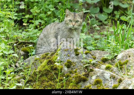 Eine Wildkatze sitzt aufmerksam auf einem moosbedeckten Stein, umgeben von grünen Pflanzen im Wald, Wildkatze (Felis silvestris) Stockfoto