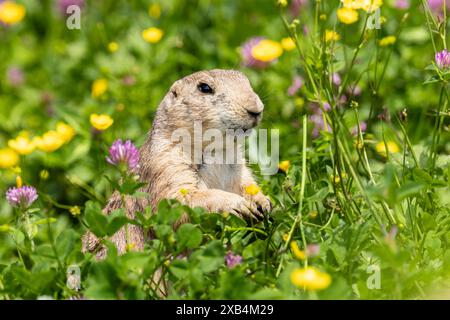 Eichhörnchen auf einer Wiese mit gelben und violetten Blüten im Sonnenlicht, Schwarzschwanz Präriehund (Cynomy ludovicianus) Stockfoto