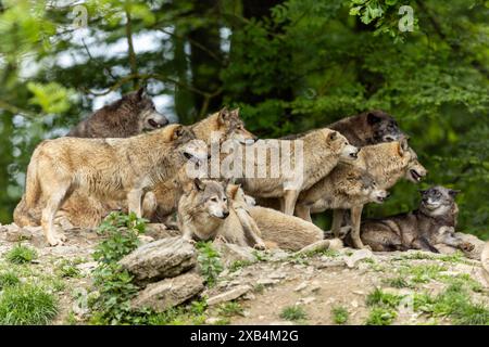 Eine Gruppe von Wölfen versammelt sich auf einer Waldlichtung und zeigt das Rudelverhalten, Timberwolf, amerikanischer Wolf (Canis Lupus occidentalis) Stockfoto