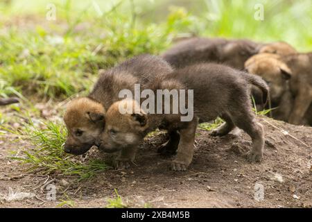 Zwei Wolfswelpen stehen dicht beieinander und schauen neugierig nach vorne, europäischer grauer Wolf (Canis Lupus) Stockfoto