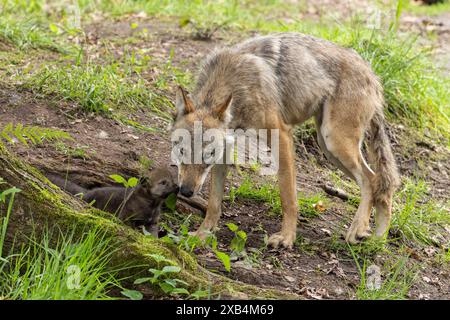 Ein Wolf leckt einen jungen Jungen, der aus einem Loch in der Erde blickt, europäischer grauer Wolf (Canis Lupus) Stockfoto