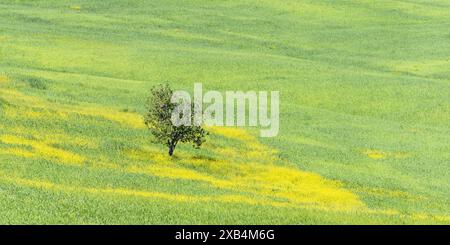 Maulbeerbaum (Morus) auf einem Feld mit blühendem gelben Besen (Genista tinctoria), Toskana, Italien Stockfoto