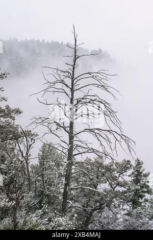 Winter im Grand Canyon National Park, Arizona Stockfoto