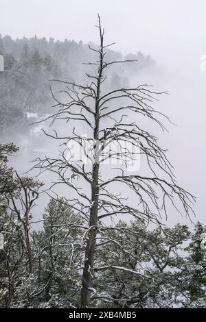 Winter im Grand Canyon National Park, Arizona Stockfoto