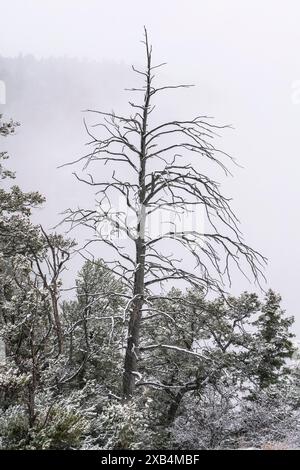 Winter im Grand Canyon National Park, Arizona Stockfoto