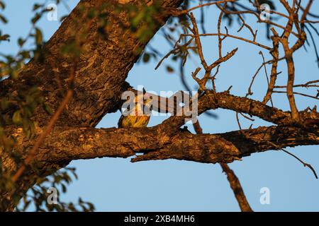Trachyphonus vaillantii (Trachyphonus vaillantii), der bei Sonnenaufgang in einem Baum im Kruger-Nationalpark in Südafrika thront Stockfoto