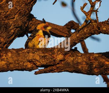 Trachyphonus vaillantii (Trachyphonus vaillantii), der bei Sonnenaufgang in einem Baum im Kruger-Nationalpark in Südafrika thront Stockfoto