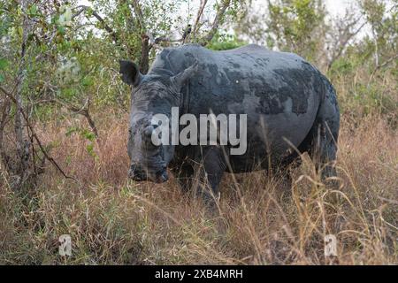 Weißes oder quadratisches Rhinoceros (Ceratotherium simum) im Sabi Sands Nature Reserve Stockfoto