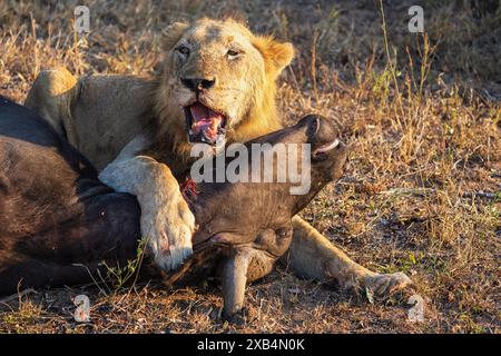 Ein älterer männlicher Löwe (Panthera Leo) ruht auf seinem jüngsten Cape Buffalo (Syncerus Carffer Caffer) Kill im Sabi Sands Nature Reserve, Südafrika Stockfoto