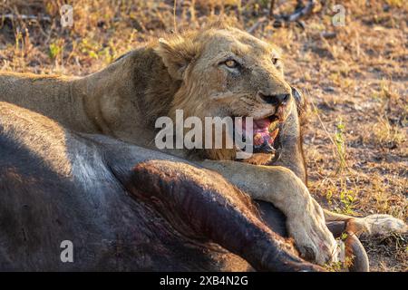 Ein älterer männlicher Löwe (Panthera Leo) ruht auf seinem jüngsten Cape Buffalo (Syncerus Carffer Caffer) Kill im Sabi Sands Nature Reserve, Südafrika Stockfoto