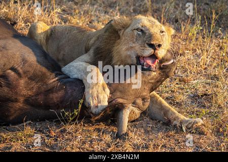 Ein älterer männlicher Löwe (Panthera Leo) ruht auf seinem jüngsten Cape Buffalo (Syncerus Carffer Caffer) Kill im Sabi Sands Nature Reserve, Südafrika Stockfoto
