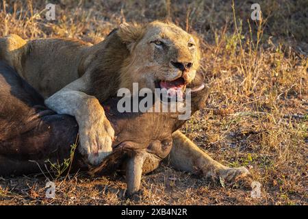 Ein älterer männlicher Löwe (Panthera Leo) ruht auf seinem jüngsten Cape Buffalo (Syncerus Carffer Caffer) Kill im Sabi Sands Nature Reserve, Südafrika Stockfoto