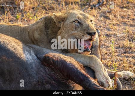 Ein älterer männlicher Löwe (Panthera Leo) ruht auf seinem jüngsten Cape Buffalo (Syncerus Carffer Caffer) Kill im Sabi Sands Nature Reserve, Südafrika Stockfoto