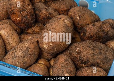 Horizontale Nahaufnahme von frisch geernteten Kartoffeln aus einem Hausgarten in einem blauen Plastikkorb. Stockfoto