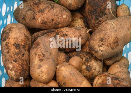 Horizontale Aufnahme einer neuen Kartoffelernte aus dem Familiengarten. Stockfoto