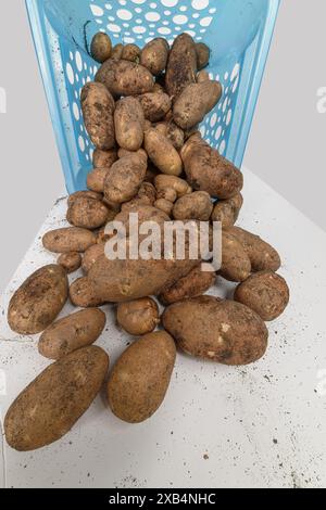 Vertikaler Schuss eines blauen Plastikkorbs am Ende voller frischer Kartoffeln aus einem Garten im Garten. Stockfoto