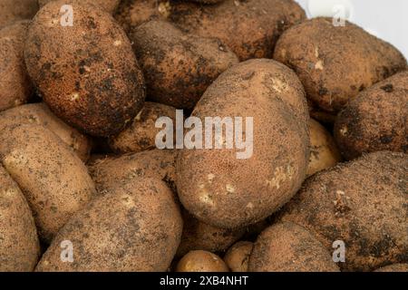 Horizontale Nahaufnahme frisch geernteter Gartenkartoffeln. Stockfoto