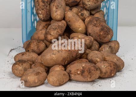 Horizontaler Schuss frisch geernteter Kartoffeln aus einem Garten, der aus einem blauen Plastikkorb austritt. Stockfoto