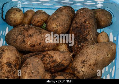 Horizontaler Schuss frisch geernteter Kartoffeln aus einem Hausgarten in einem blauen Plastikkorb. Auf Kartoffeln im Korb herabschauen. Stockfoto