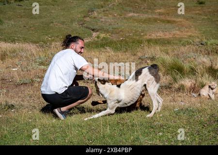 Junger lateinmann, der mit Hunden spielt. Stockfoto