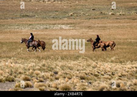 Der argentinische Cowboy (Gaucho) geht mit seinem Pferd an der Kamera vorbei, in Patagonien. Stockfoto