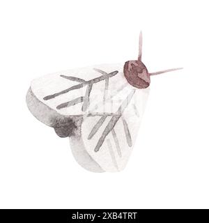 Mottenbild isoliert auf weißem Hintergrund. Schmetterling handgemalte Aquarelle. Für Schreibwaren, Papier- und Stoffdesign. Kindergarten Stockfoto