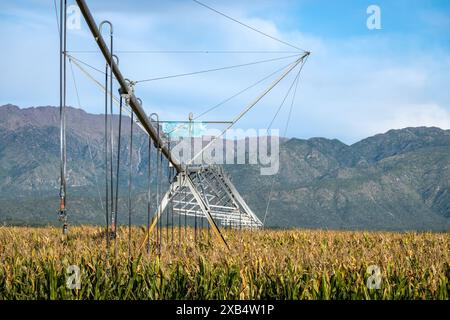 Pivot-Bewässerungssystem in Reifen Maisfeldern. Stockfoto