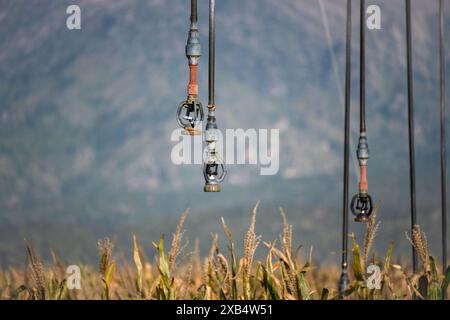 Nahaufnahme des Sprinklers, des Schwenksystems Pivot-Bewässerungssystem in Reifen Maisfeldern. Stockfoto