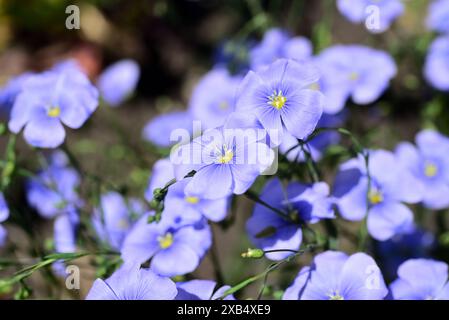 Blaue Flachsblumen im Garten. Linum usitatissimum. Stockfoto