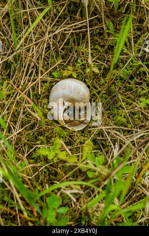 Eine hohle Blutegelschale im Wald. Hochwertige Fotos Stockfoto