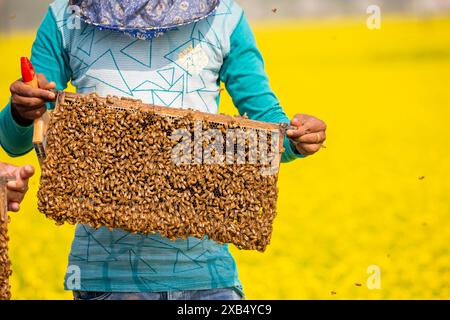 Ein Imker, der einen Rahmen mit einer Bienenbrut in einem Senffeld in Shirajdikhan, Munshiganj, Bangladesch hält. Stockfoto