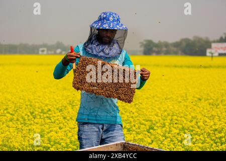 Ein Imker, der einen Rahmen mit einer Bienenbrut in einem Senffeld in Shirajdikhan, Munshiganj, Bangladesch hält. Stockfoto