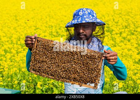 Ein Imker, der einen Rahmen mit einer Bienenbrut in einem Senffeld in Shirajdikhan, Munshiganj, Bangladesch hält. Stockfoto