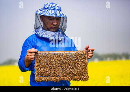 Ein Imker, der einen Rahmen mit einer Bienenbrut in einem Senffeld in Shirajdikhan, Munshiganj, Bangladesch hält. Stockfoto