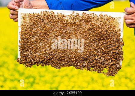 Ein Imker, der einen Rahmen mit einer Bienenbrut in einem Senffeld in Shirajdikhan, Munshiganj, Bangladesch hält. Stockfoto